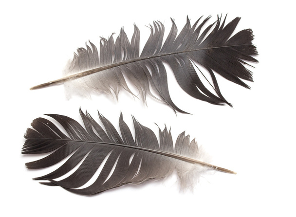 plumas de un pájaro - Foto, Imagen
