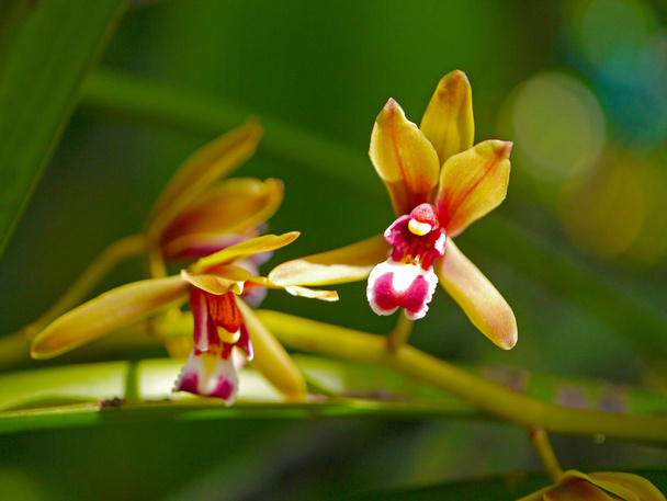 όμορφη ορχιδέα λουλούδι του cymbidium finlaysonianum. - Φωτογραφία, εικόνα