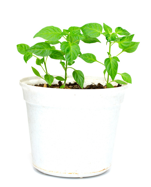 Домашня рослина в керамічному горщику
 - Фото, зображення