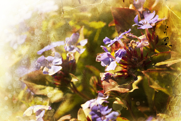 virág backgrond, tavasszal virágzik - Fotó, kép