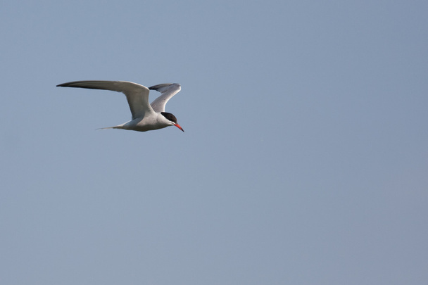 Common tern - Photo, Image