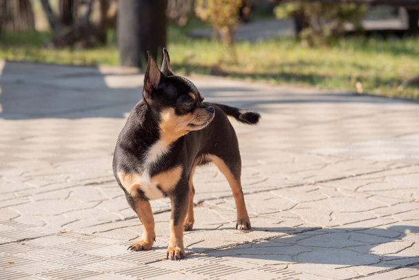 Pet dog walks on the street. Chihuahua dog for a walk. Chihuahua black, brown and white. Cute puppy on a walk. Dog in the garden or in the park Well groomed dog Chihuahua mini smooth haired - Photo, Image