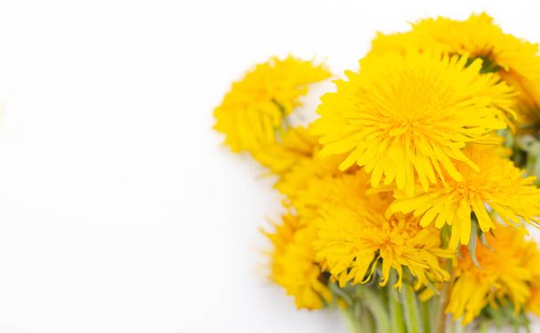 Bouquet of yellow dandelions on a white background. Yellow summer flowers. Isolates. - 写真・画像
