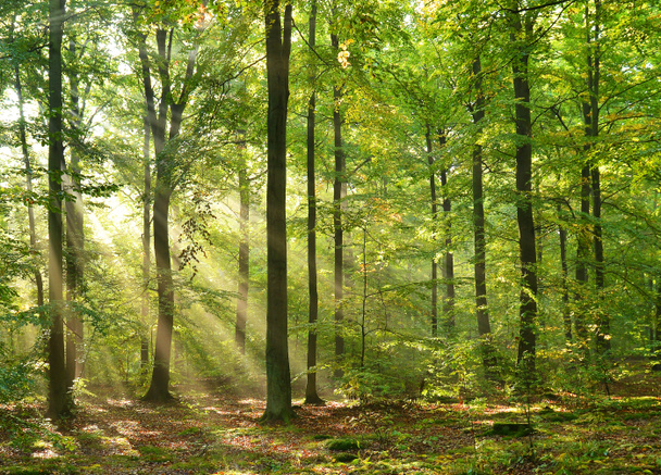 Forêt - Photo, image