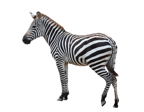 Zebra isolata
 - Foto, immagini