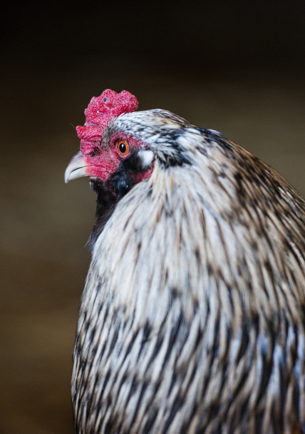 典型的な農場で鶏 - 写真・画像