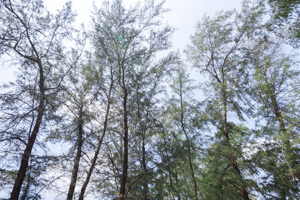 Vista de bajo ángulo del bosque de pinos con hojas verdes
. - Foto, Imagen