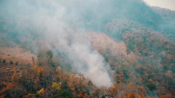 ブッシュファイアの煙。森林破壊と気候危機。熱帯雨林火災による毒性の煙霧。空中ビデオ4k. - 映像、動画