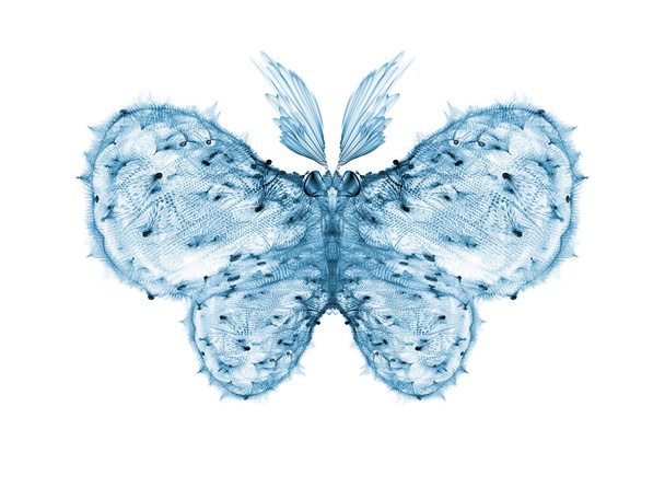 Butterfly Elegance - Foto, imagen