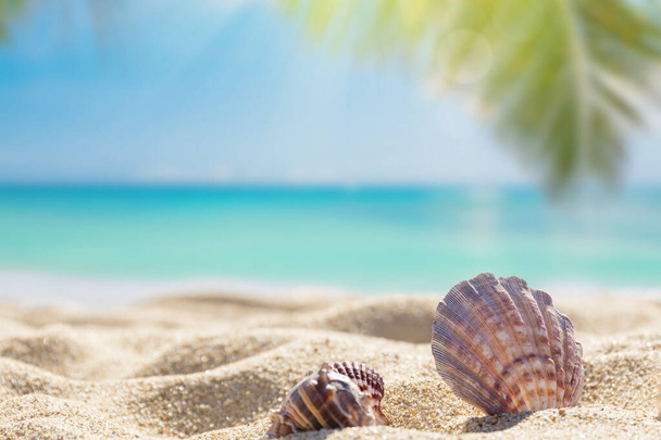 Sunny trópusi strand, nyaralás nyaralás, karibi strand türkiz víz háttér, kagylók a homokban, pálmafa a strandon - Fotó, kép