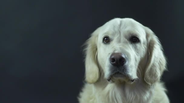 Head of a Retriever on a black background close-up. The white dog licks its lips and waits for food. - Footage, Video