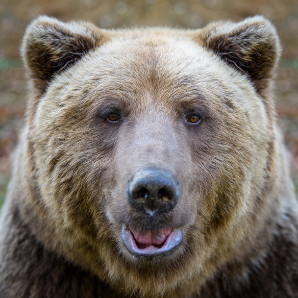 Close-up sleep brown bear portrait. Danger animal in nature habitat. Big mammal. Wildlife scene - Photo, Image