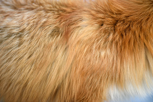 Modèle de renard rouge. Vraie texture de peau de fourrure. Animal motif motif carreaux fond
 - Photo, image