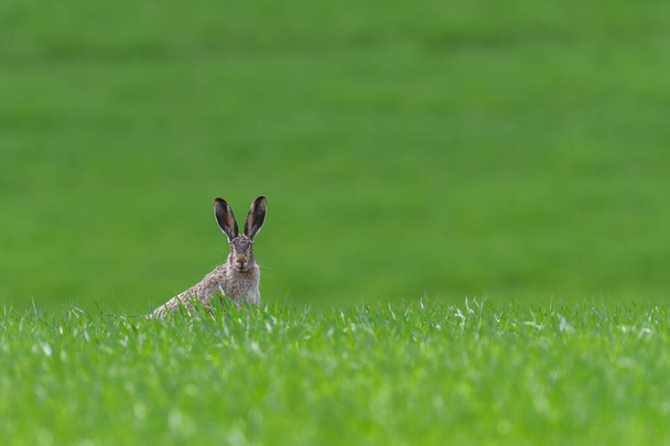 Roztomilý zajíc sedí v jarní trávě. Divoká příroda z přírody. Zvíře na louce - Fotografie, Obrázek