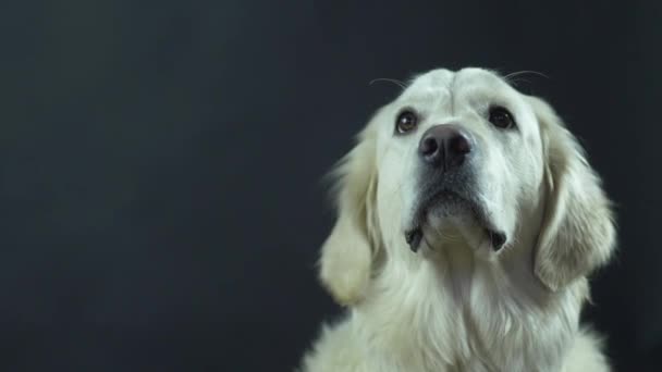 Head of a Retriever on a black background close-up. The white dog licks its lips and waits for food. - Video, Çekim