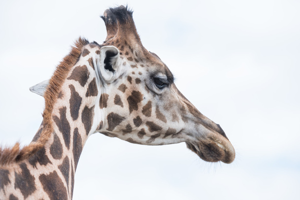 Girafa em uma reserva de vida selvagem
 - Foto, Imagem