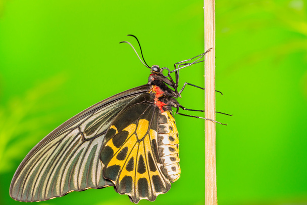 borboleta de asa de pássaro comum
 - Foto, Imagem