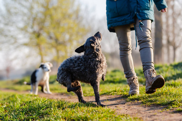 picture of a woman walking with cute small dogs outdoors - Foto, Imagen