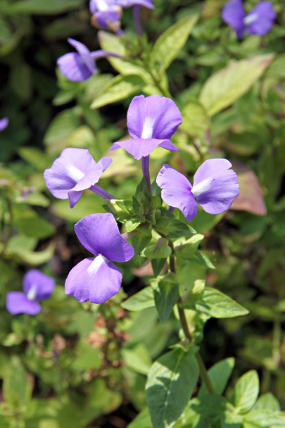 violet of Rose Balsam. - Photo, Image