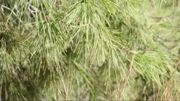 a szél pine fa ága - Felvétel, videó