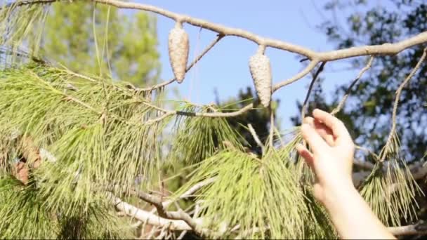 Child's hand touches pine cones - Footage, Video