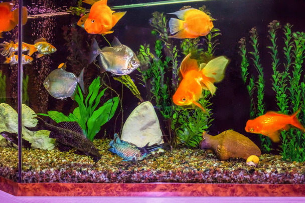 Die Nahaufnahme eines Aquariums voller Fische - Foto, Bild