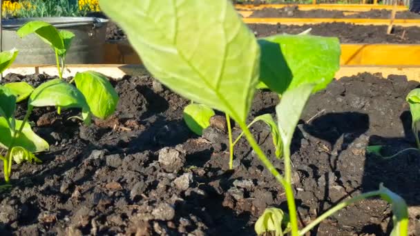 Cultiver des légumes dans un jardin dans le sol - de petites aubergines sont plantées dans le sol, le vent secoue les tiges par un matin ensoleillé, printemps, été, 4K VIDEO
 - Séquence, vidéo