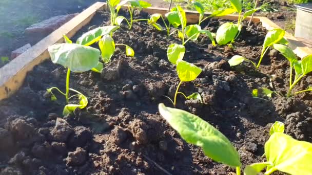Cultiver des légumes dans un jardin dans le sol - de petites aubergines sont plantées dans le sol, le vent secoue les tiges par un matin ensoleillé, printemps, été, 4K VIDEO
 - Séquence, vidéo