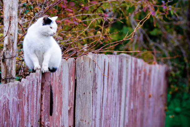 Gato blanco
 - Foto, imagen