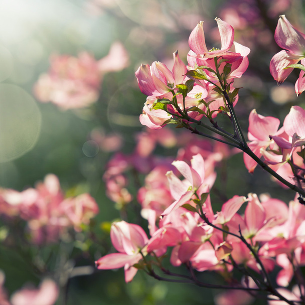 spring blossoming tree - Foto, immagini