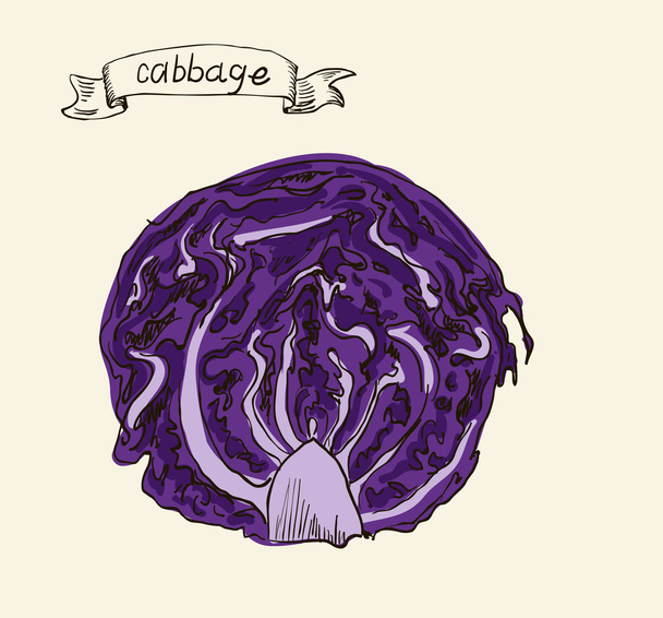 Vector watercolor hand drawn vintage illustration of cabbage - Vector, Image