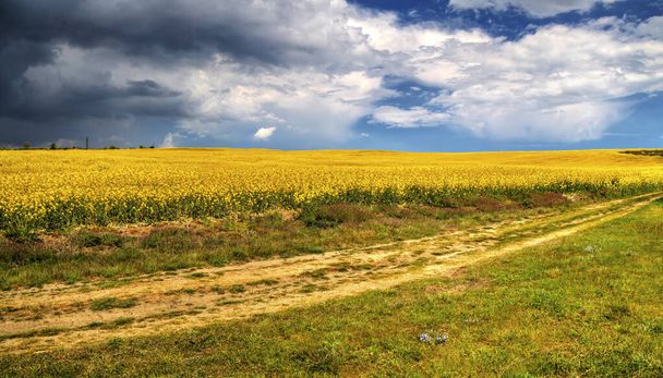 Krásná krajina s modrou oblohou a čerstvé žluté zemědělské pole - Fotografie, Obrázek