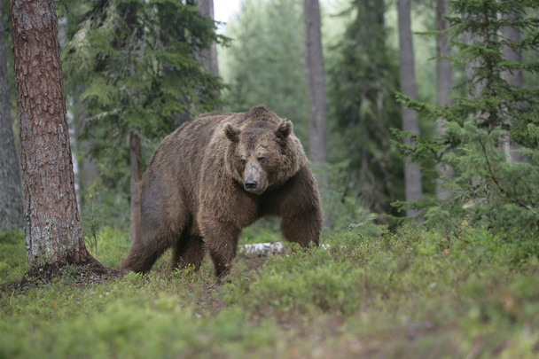 Európai barna medve, ursus arctos arctos - Fotó, kép