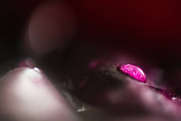 A macro shot of a pink droplet water - Photo, image