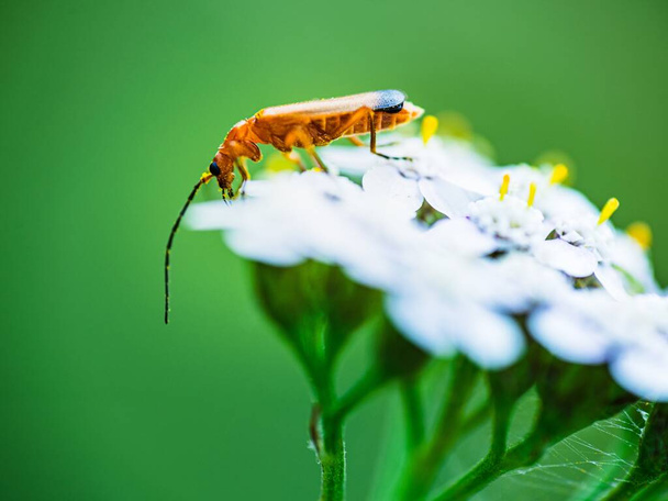 A soft focus of a long orange beetle with black tip on white flowers - Foto, afbeelding