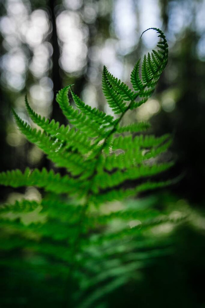 A closeup vertical shot of a green fern in the forest - Foto, afbeelding