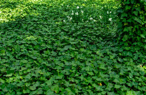 Vieux parc avec végétation arborée de lierre. Parthenocissus tricuspidata, lierre boston ou tapis de lierre sur troncs d'arbres
 - Photo, image