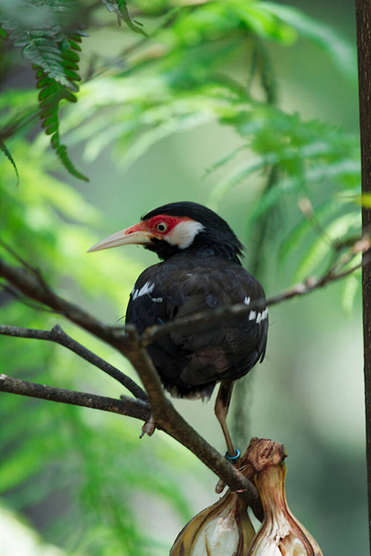 Close-up van vogel vrouwtje met roestige kop witte en zwarte balken lichaam en heldere ochtend licht, over schouder shot.Beautiful vogel. - Foto, afbeelding