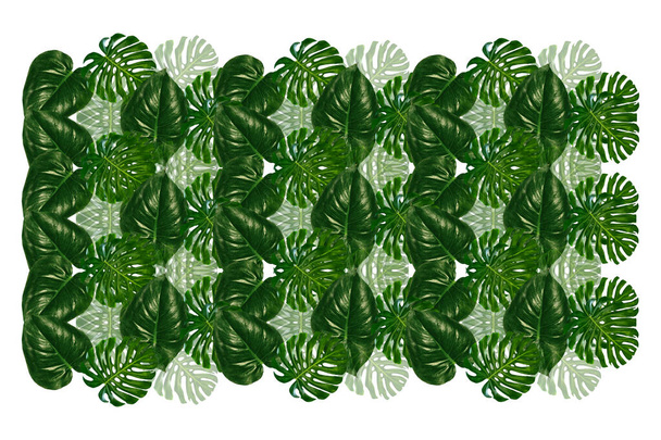 groen blad van een tropische bloem monstera geïsoleerd op witte achtergrond. - Foto, afbeelding