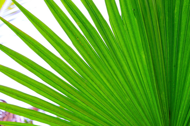 vista frontal de primer plano de la hoja de palma verde en el árbol con gran textura para un diseño raro y fondo blanco aislado
 - Foto, imagen