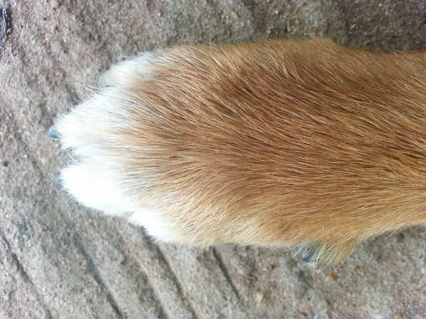 dog paw close-up on a Concrete trail - Photo, Image