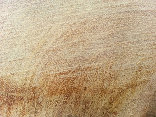 Un primer plano del corte de un árbol
 - Foto, imagen