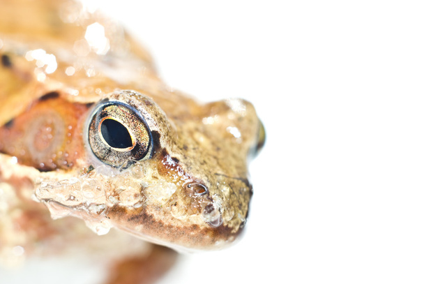 Portrait of frog - Photo, Image