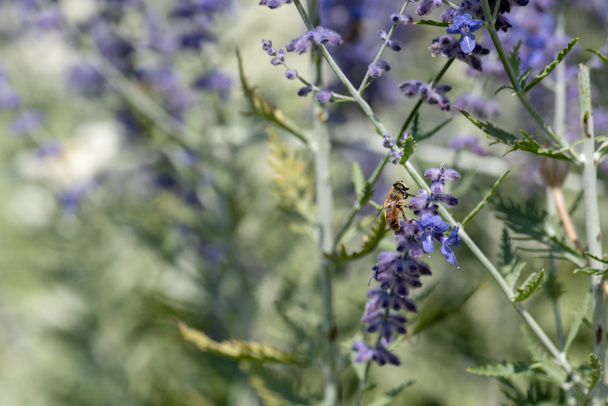 Kolor plenerowy kwiatowy obraz perowskiej / rosyjskiej szałwii / kwitnącej iglicy z pszczołą na nim z naturalnym rozmazanym zielonym tłem podjętym w słoneczny letni dzień - Zdjęcie, obraz