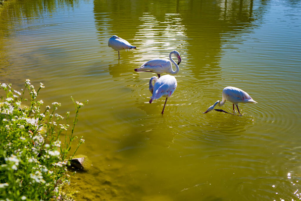 White flamingos in a pond near the daisy bushes on a summer sunny day. - Valokuva, kuva