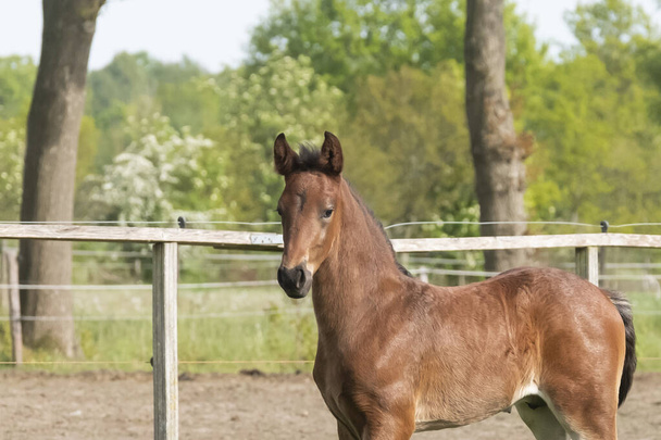 Testa di cavallo marrone, in piedi in erba verde durante il giorno con un paesaggio di campagna. Una settimana, imbracatura cavallo, cavallo a cavallo
. - Foto, immagini