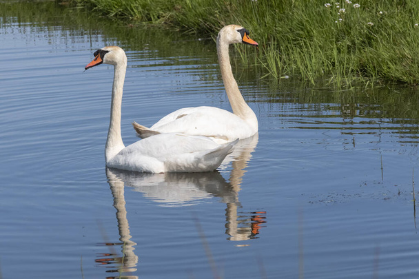 Dos cisnes blancos con picos anaranjados nadan en un estanque, el sol brilla sobre las plumas. Reflejos en el agua azul
. - Foto, imagen