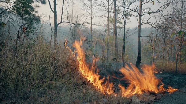 Ilmastokriisi. Big Flame kansallispuistossa kuivalla kaudella. Sademetsien tuhoutuminen pensaspaloissa. - Valokuva, kuva