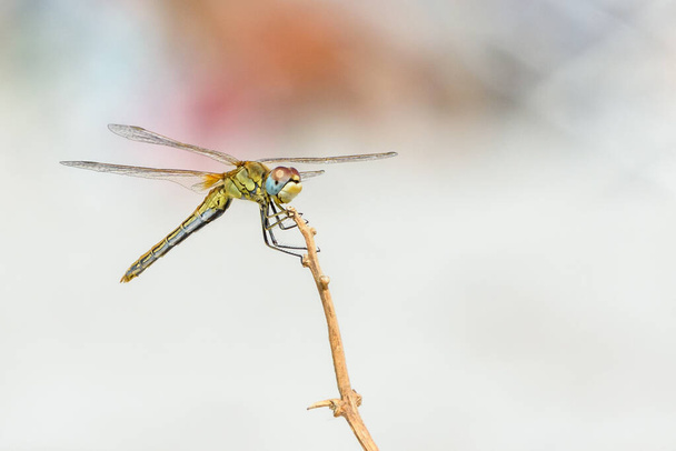 Retrato de naturaleza al aire libre de una libélula aislada sentada en una rama con alas extendidas en un día soleado y brillante frente a un fondo borroso de color
 - Foto, Imagen
