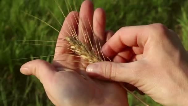 Farmer girl holds wheat spikelet in her hands. The spikelet of ripened wheat in the glare of the sun. Woman's hands check the quality of spikelet wheat .An agronomist examines a wheat ear. - 映像、動画